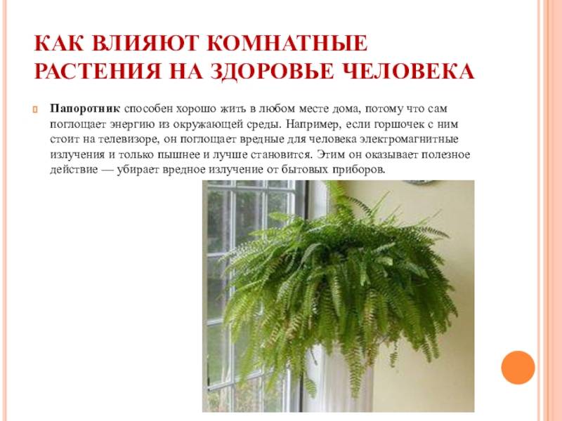 Растения и здоровье. полезные комнатные растения. применение. фото — ботаничка