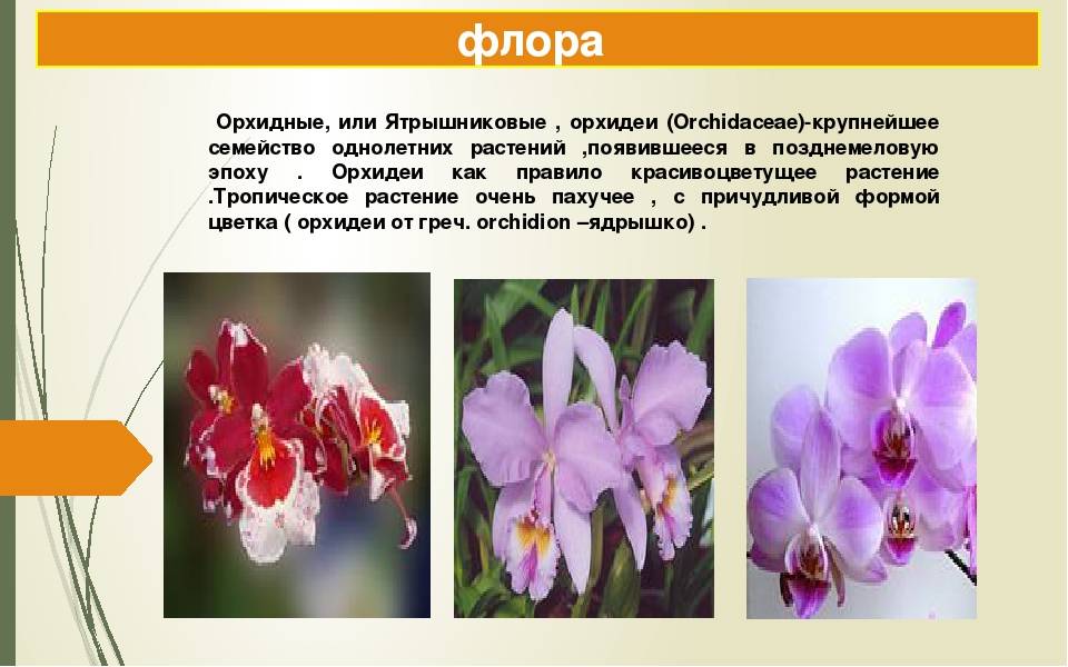 Орхидея — посадка, уход, фото, сорта, выращивание и свойства орхидей
