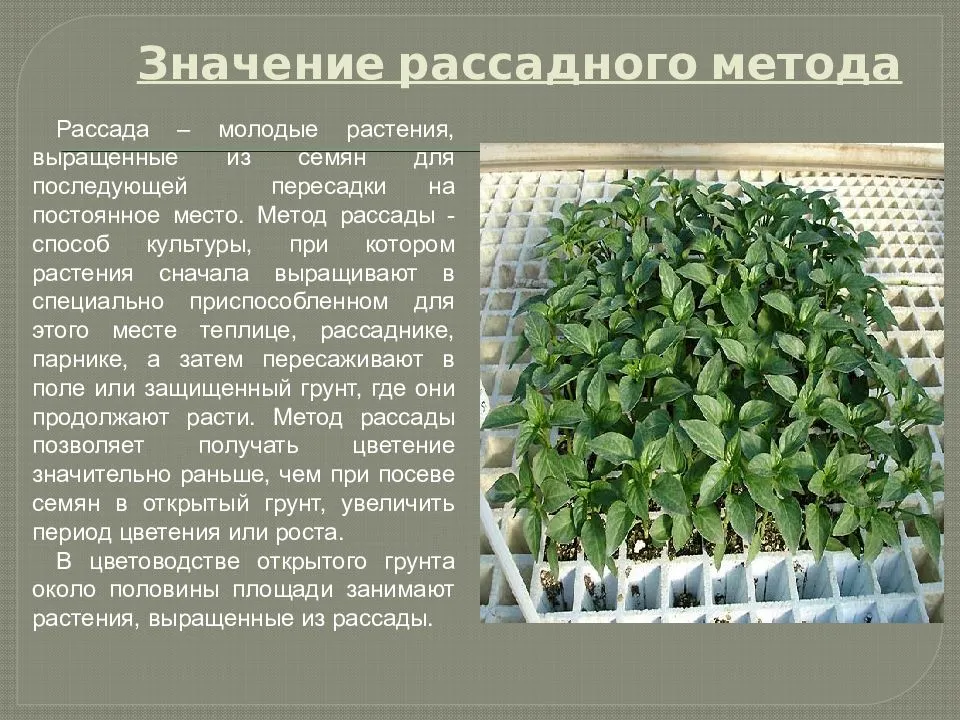 ᐉ цветок руэллия: уход в домашних условиях, фото, выращивание из семян - roza-zanoza.ru