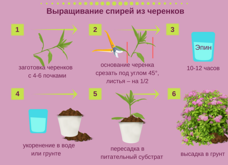 Очиток: выращивание из семян, виды и сорта