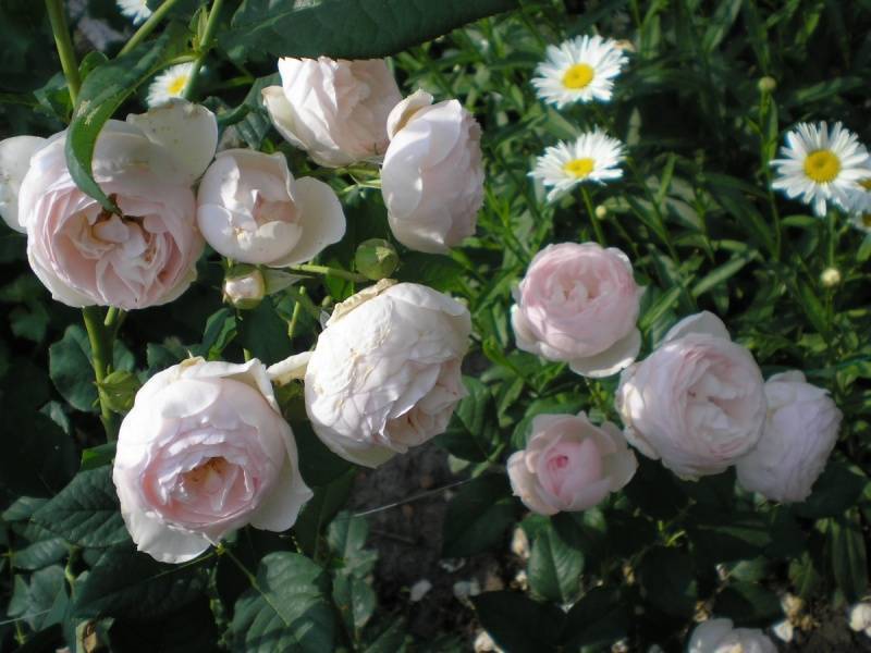 Гейша роза - описание и характеристики сорта, как вырастить, советы
