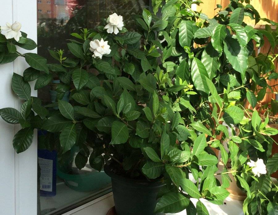 Гардения жасминовидная уход в домашних условиях | сад и дача