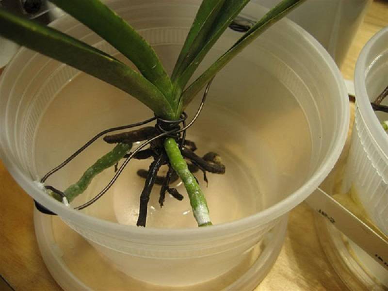 Реанимировать орхидею, если корень сгнивает и условия, как оживить орхидею