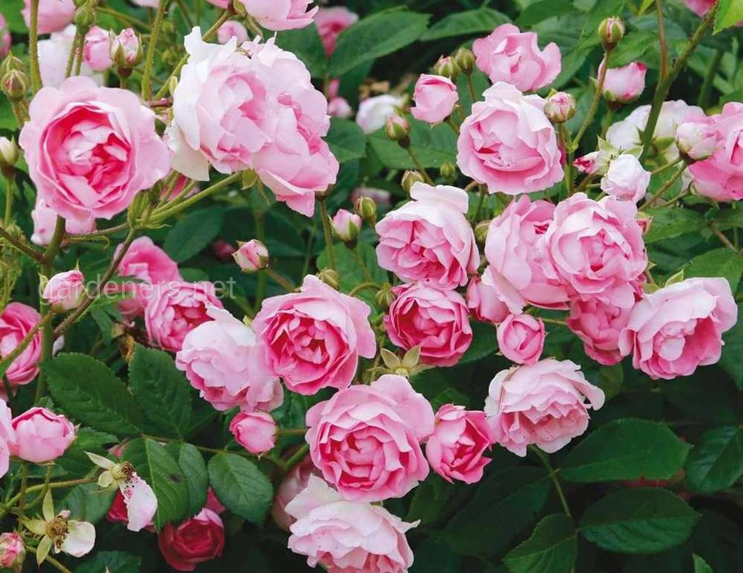 Плетистые розы без шипов и зимостойкие - дачныйуголок