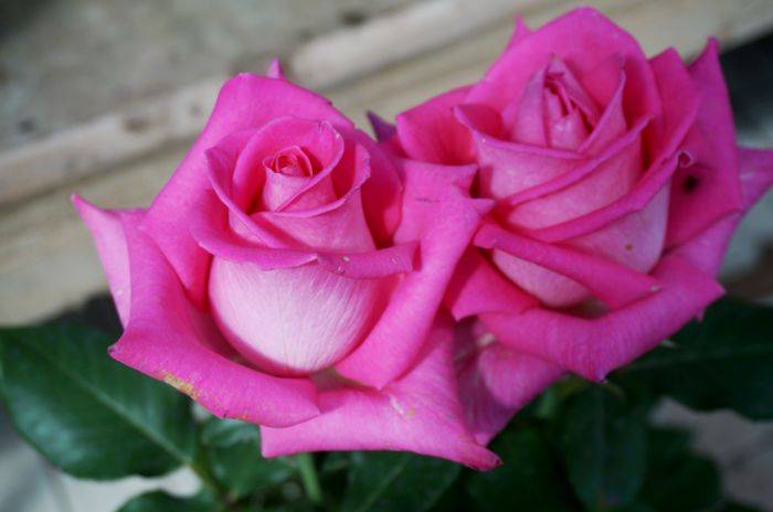 Сорта роз с фото и названиями, виды и сорта роз: белые, желтые, красные, розовые