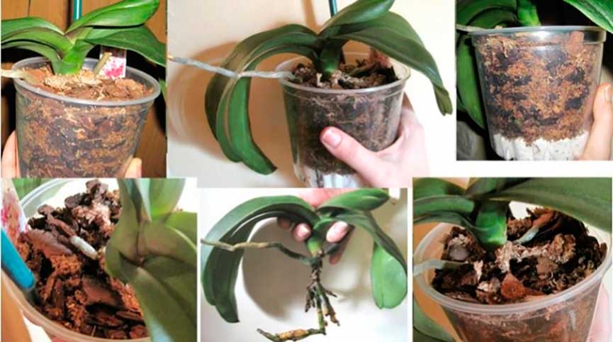 Как посадить отросток орхидеи в домашних условиях