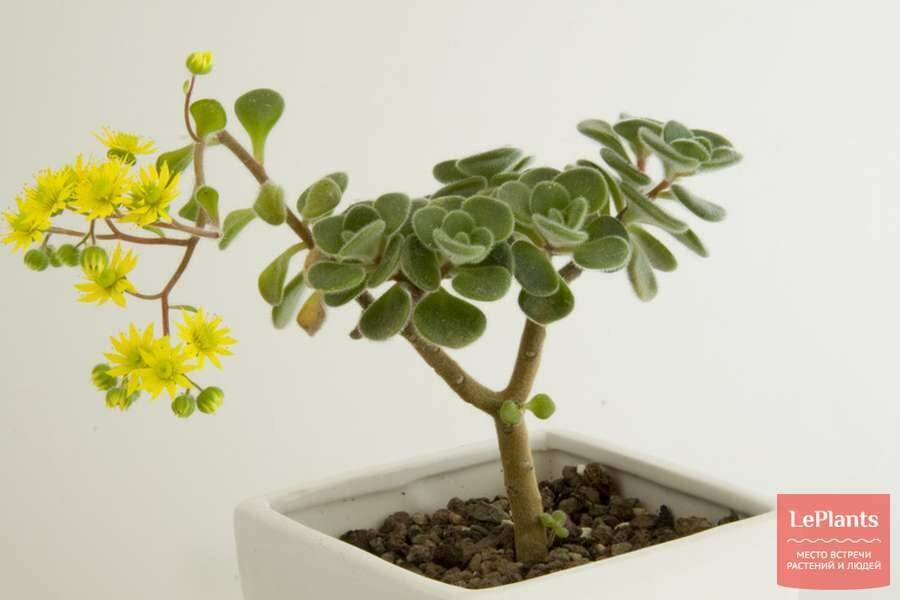 Аихризон - "дерево любви". как ухаживать за растением?