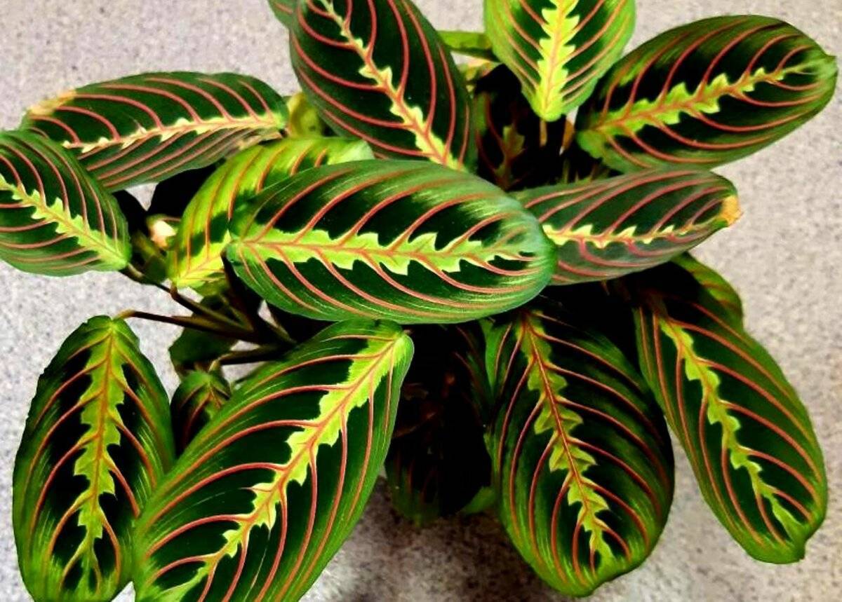 Маранта трехцветная: молитвенное растение (и другие виды с фото)