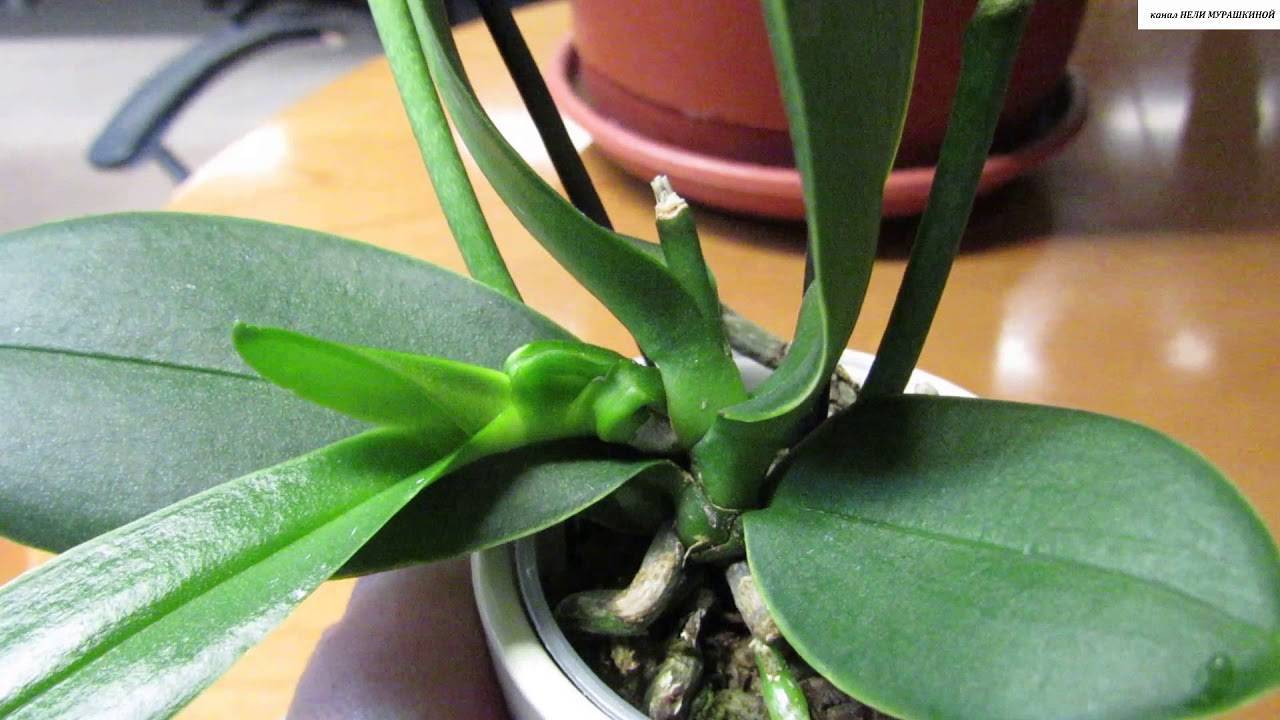 Решение проблемы — орхидея без точки роста. что делать при разных причинах этого недуга и какой при этом нужен уход?