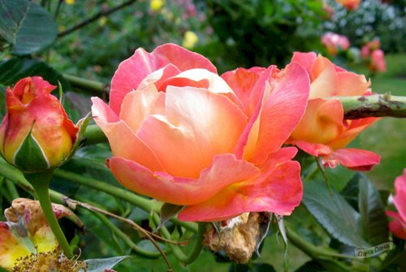 Достоинства сорта роз декор арлекин — посадка растения