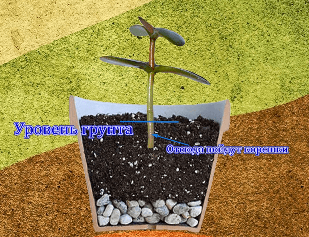 Как посадить денежное дерево из отростка