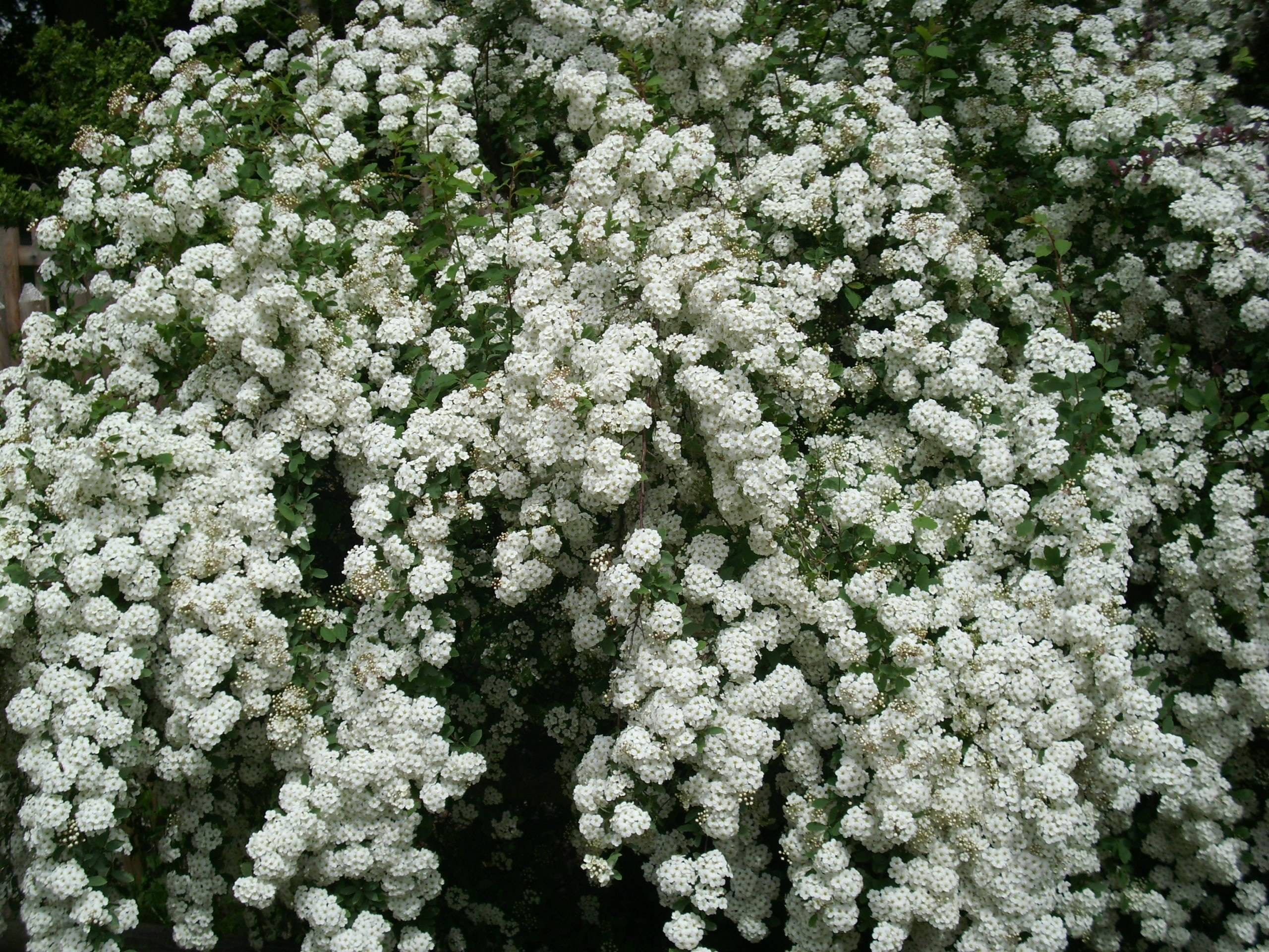 Самые красивые весеннецветущие садовые кустарники с белыми цветами: топ 5