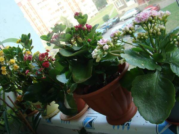 Комнатные цветы для темной комнаты: неприхотливые растения в вашем доме - статьи и советы на furnishhome.ru