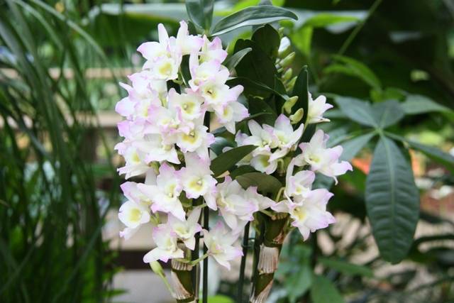 Орхидея дендробиум selo.guru — интернет портал о сельском хозяйстве