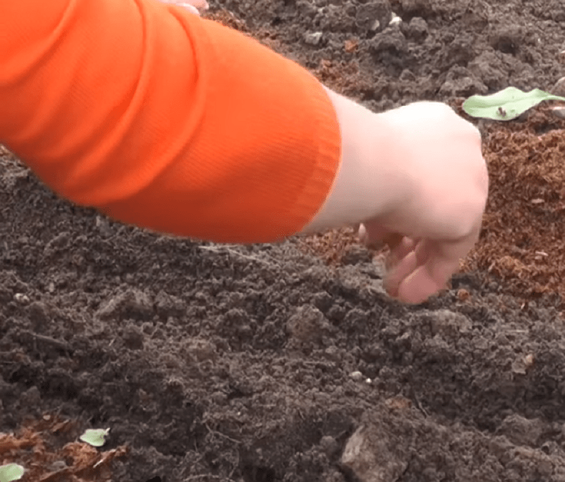 Эшшольция: выращивание из семян, когда сажать и как выращивать