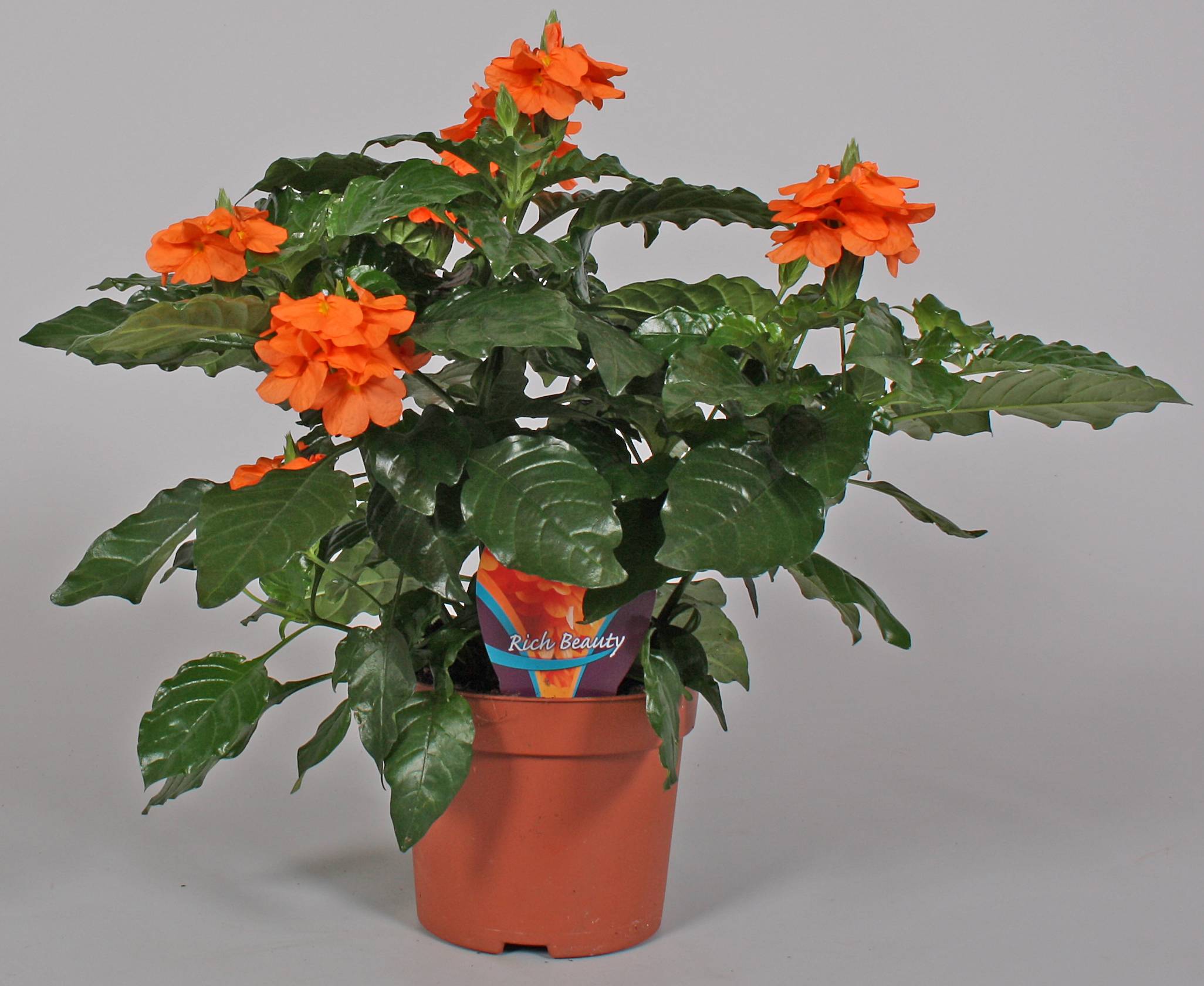 Цветок кроссандра - уход и размножение в домашних условиях с фото