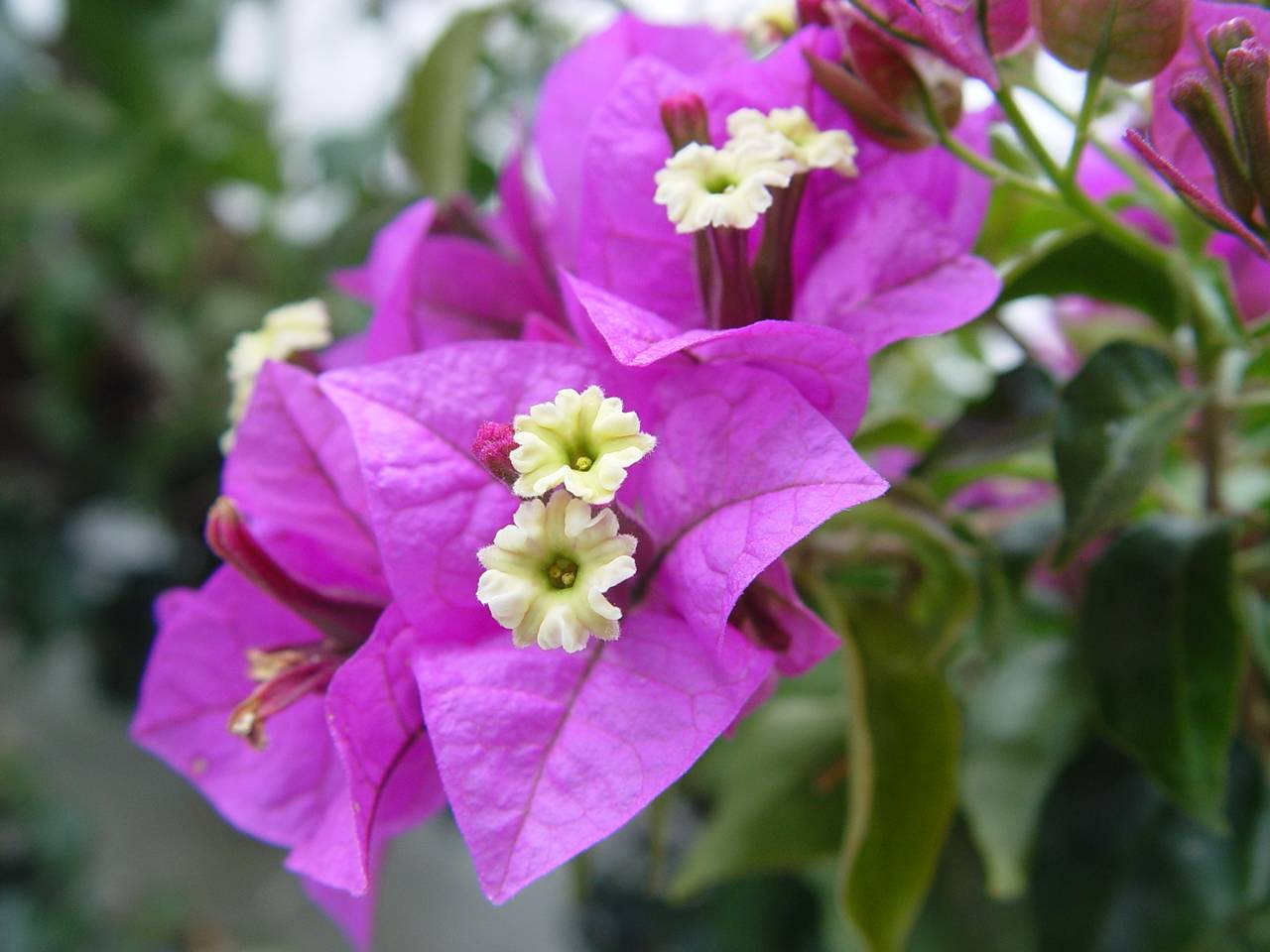 Бугенвиллия: рекомендации по уходу и размножению цветка