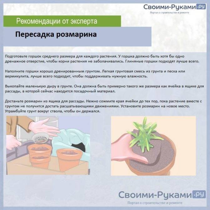 Розмарин: выращивание в квартире из семян и черенков
