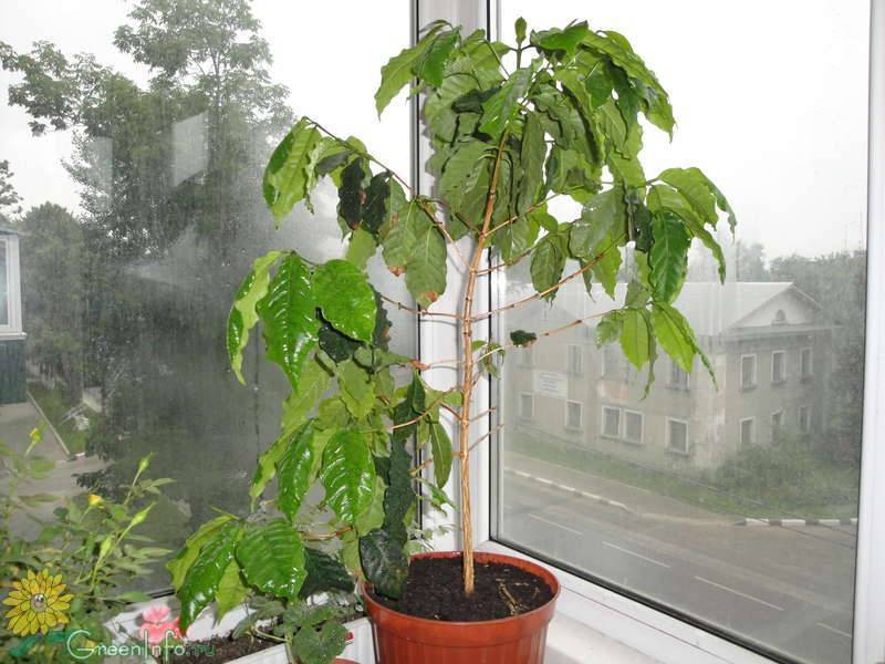 Как вырастить кофе из семян в домашних условиях