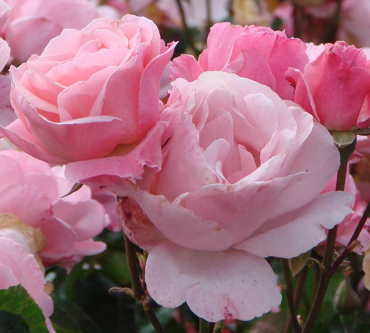 Роза куин элизабет (queen elizabeth) — описание сортового растения