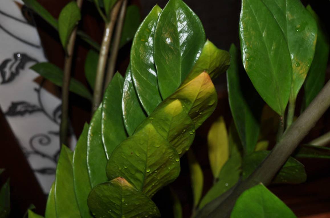 Замиокулькас - листья желтеют. почему и что делать
