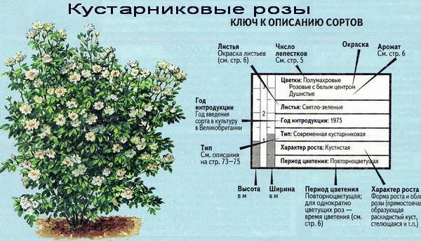 Роза бельведер, фото и описание шраба_ | speakingflower.ru