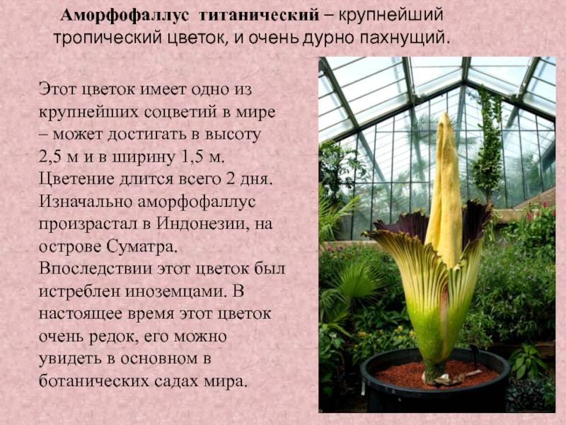 Цветок аморфофаллус: на фото виды и комнатные растения, посадка и уход в домашних условиях