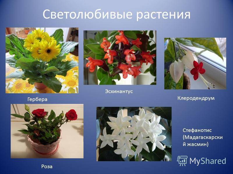 Светолюбивые комнатные растения - theflowers