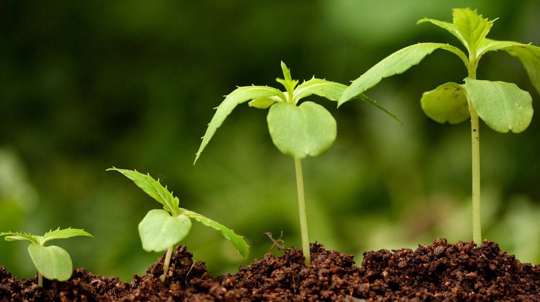 Стимуляторы и регуляторы роста для предпосевной обработки семян, не только корневин