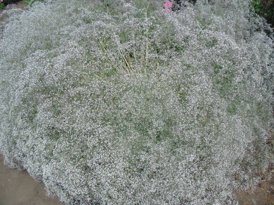 Гипсофила – цветущее облако в вашем саду. уход, выращивание из семян