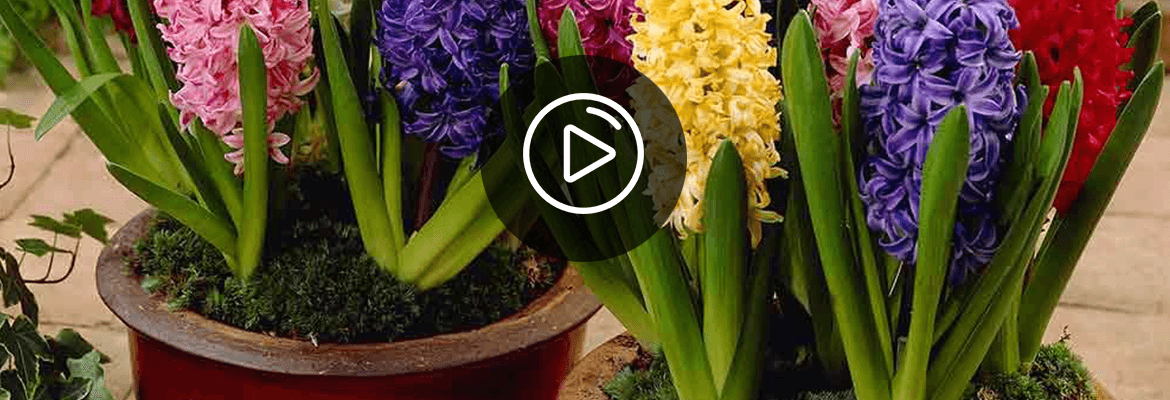 Гиацинт значение цветка для дома. кому и когда дарят гиацинты? символика растений и язык цветов