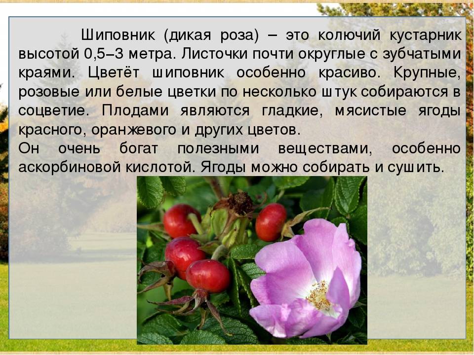 Шиповник собачий (роза канина, rosa canina): как выглядит, отличить растение от обычного, описание цветка, листьев, корневой системы