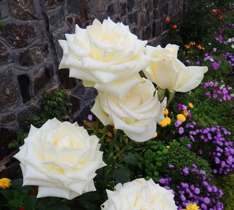 Выращивание чайно-гибридной белой розы анастасия: описание срезочного сорта