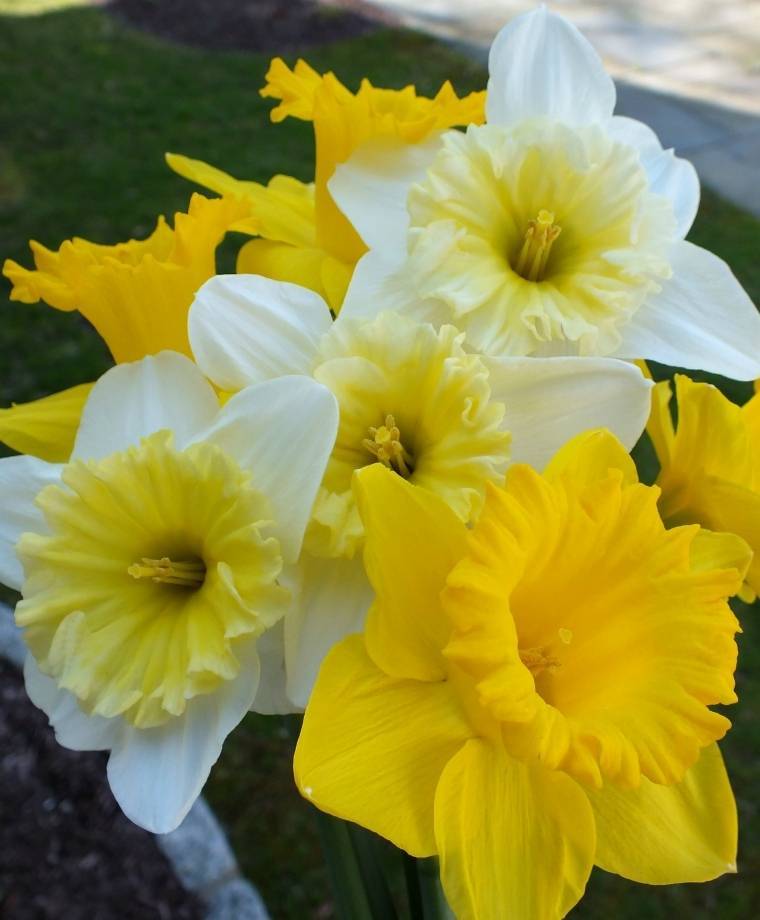 Цветок нарцисс: фото сортов, посадка и уход за нарциссами весной в открытом грунте