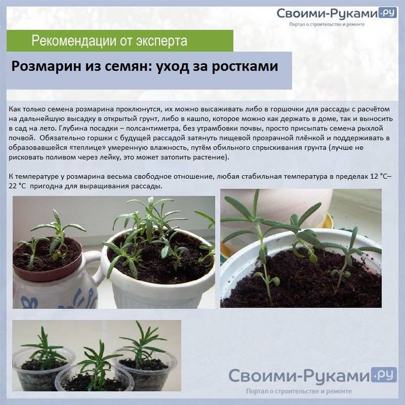 Как выращивать розмарин: посадка и уход, особенности выращивания, фото - sadovnikam.ru