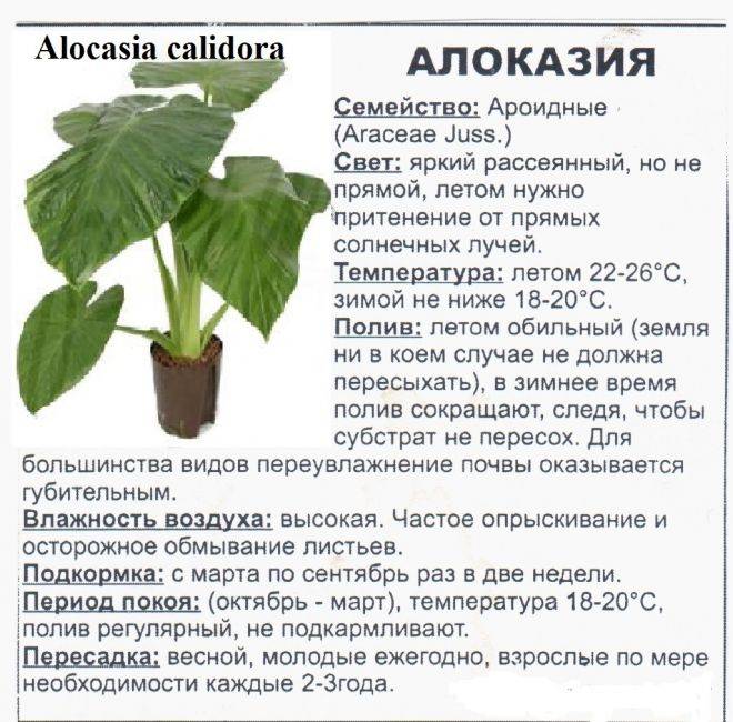 Монстеры, антуриумы, каладиумы — чего хотят все растения семейства ароидные?