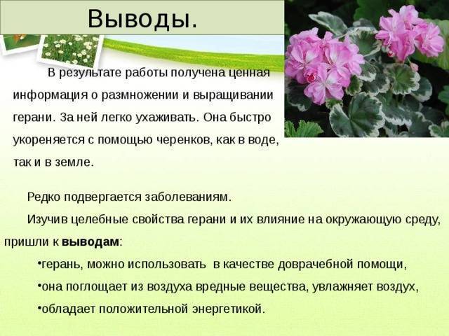 Герань: как размножается, какой грунт выбрать, особенности разведения и рекомендации по уходу - sadovnikam.ru