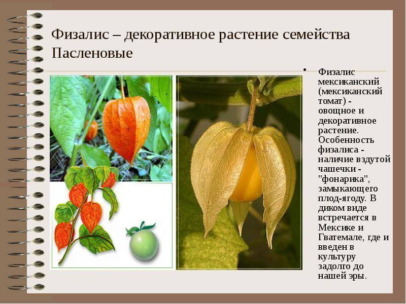 Семейство пасленовых растений - признаки, представители и примеры, строение, особенности, значение