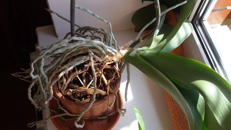 Как правильно пересадить орхидею в домашних условиях - пошагово