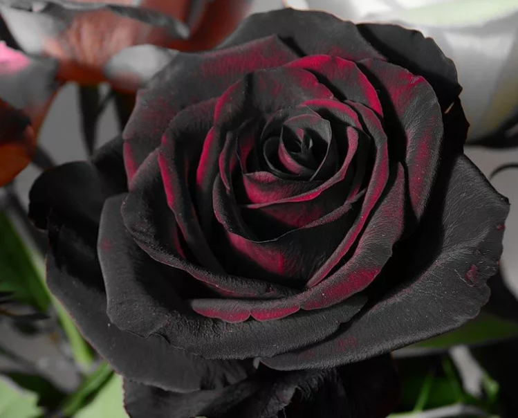 Роза «черная магия»: описание и особенности выращивания | энциклопедия роз