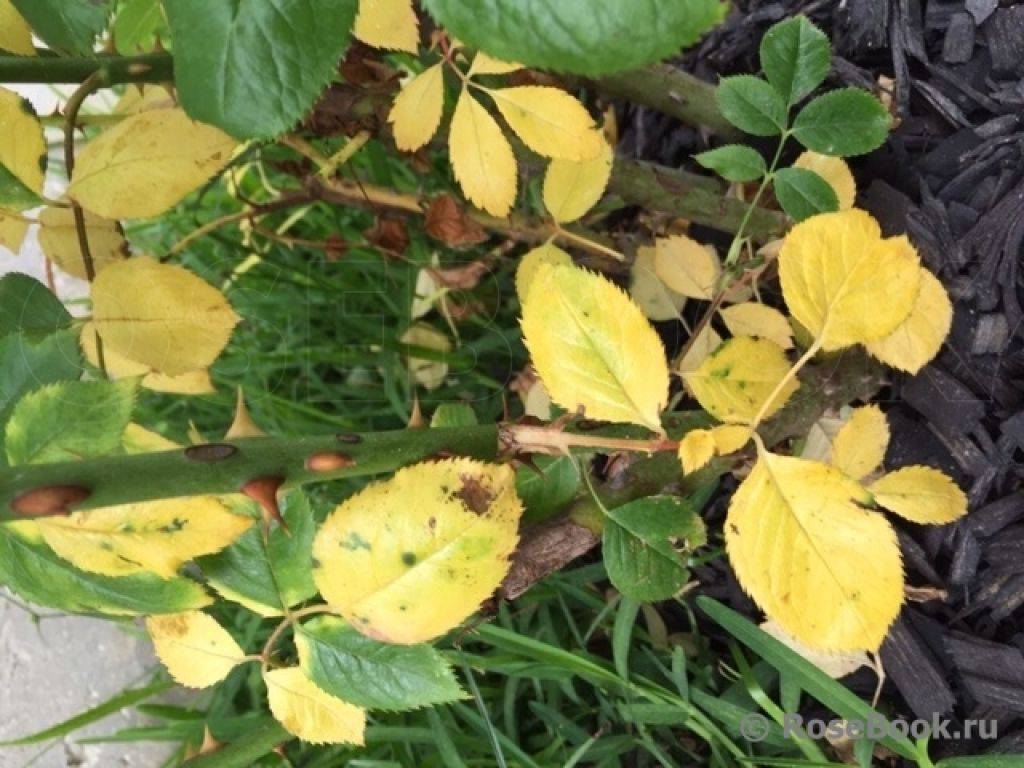 Желтеют и опадают листья комнатной розы: как вылечить растение