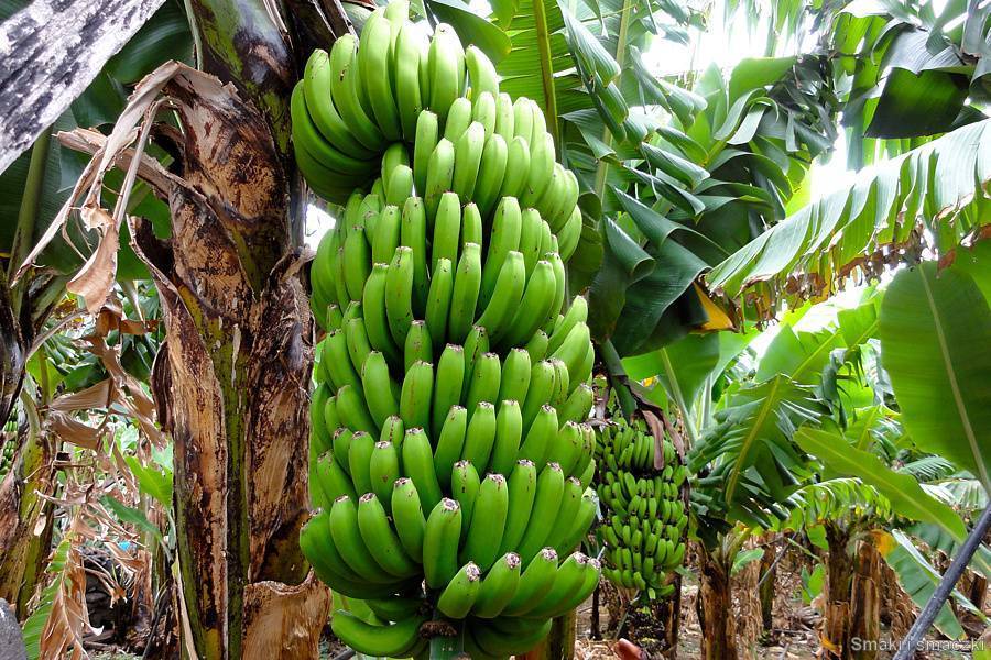 Виды карликового банана: как вырастить мини-копию собрата в домашних условиях? фото selo.guru — интернет портал о сельском хозяйстве