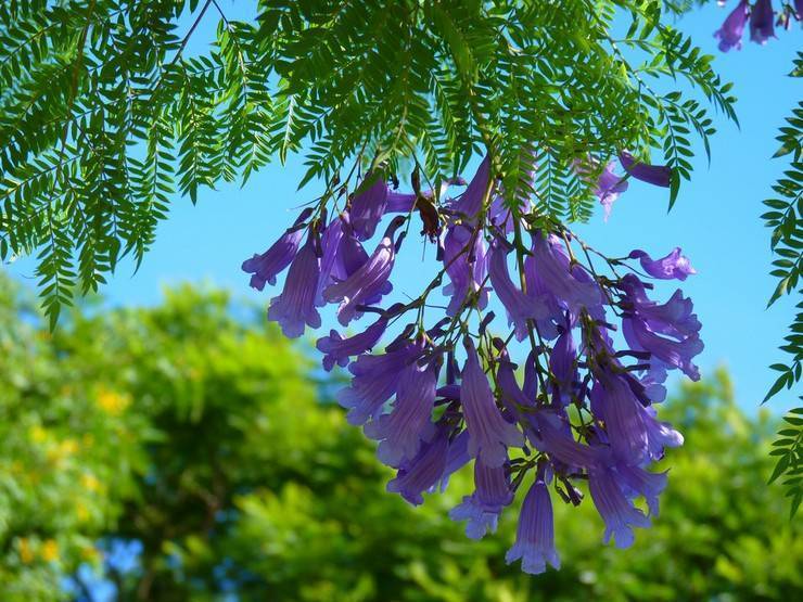 Жакаранда: фиалковое дерево, уход в домашних условиях, мимозолистная, выращивание из семян, дельта, где растет