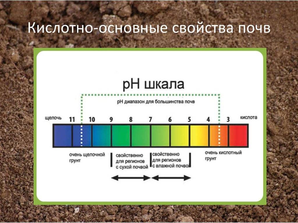 Как определить кислотность почвы: методы народные и научные
