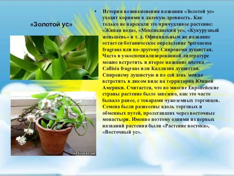 Золотой ус: выращивание в домашних условиях, особенности ухода, размножение, фото - sadovnikam.ru