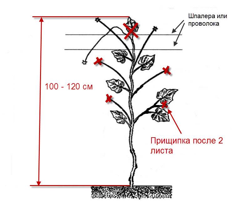 Уход за георгинами - подкормки, борьба с болезнями и формирование куста