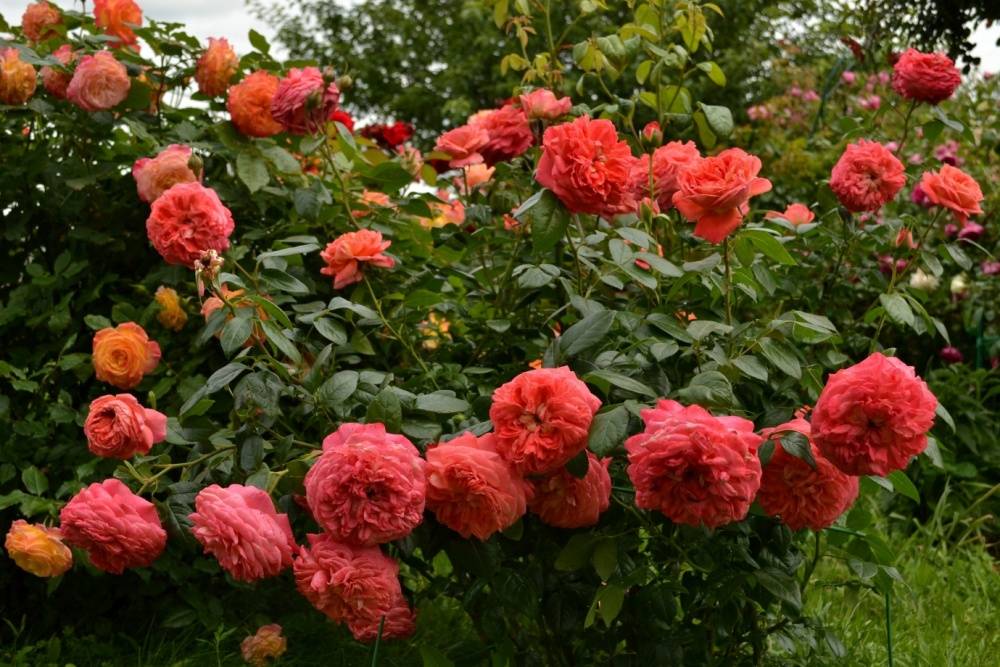 Роза квин оф херц | мой сад и огород