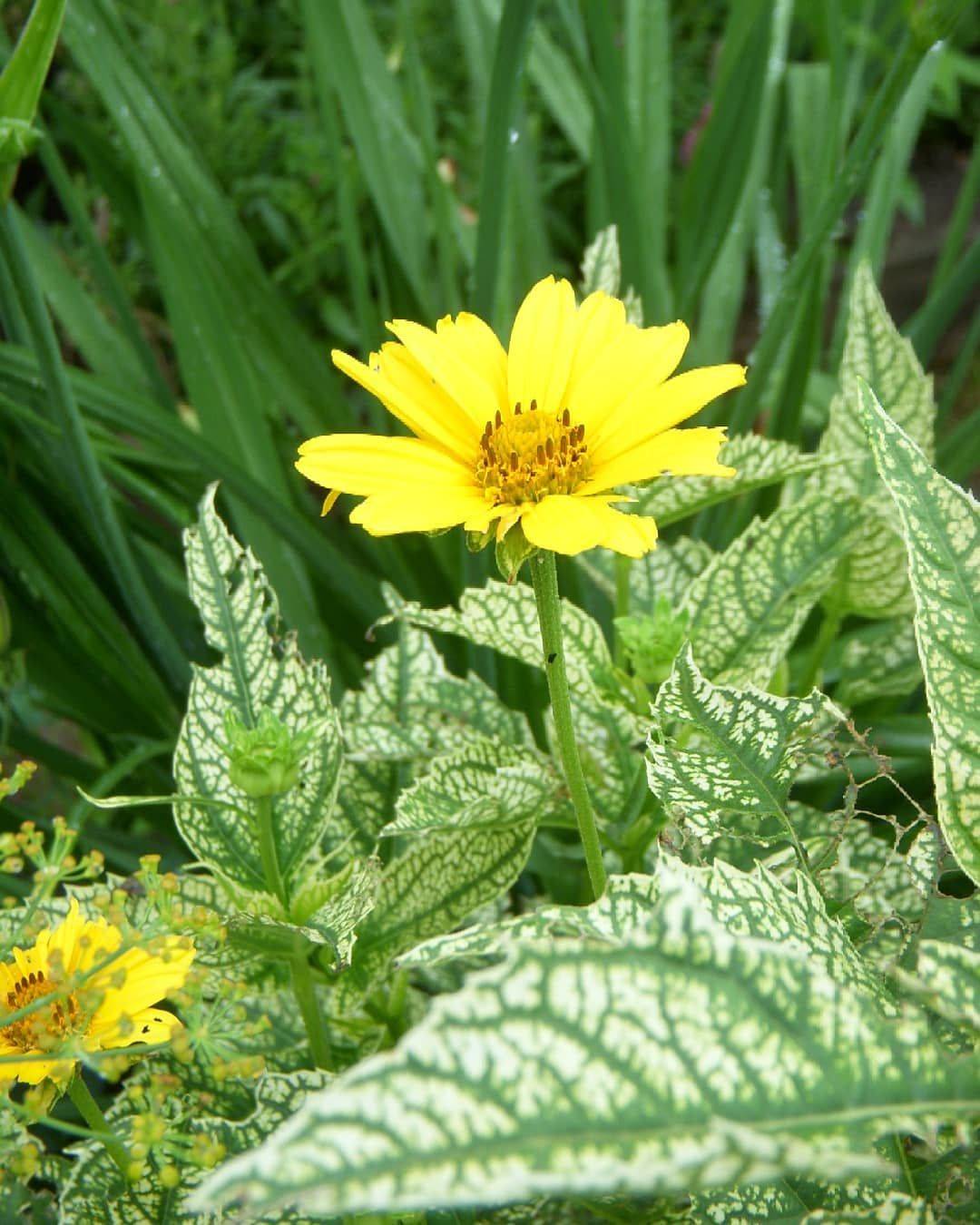 Солнечный цветок гелиопсис многолетний посадка и уход, фото, полив и обрезка куста, способы размножения и другие нюансы выращивания растения