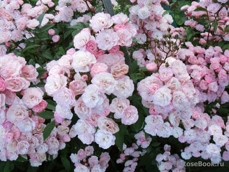 Мускусные розы: лучшие сорта, описание и выращивание