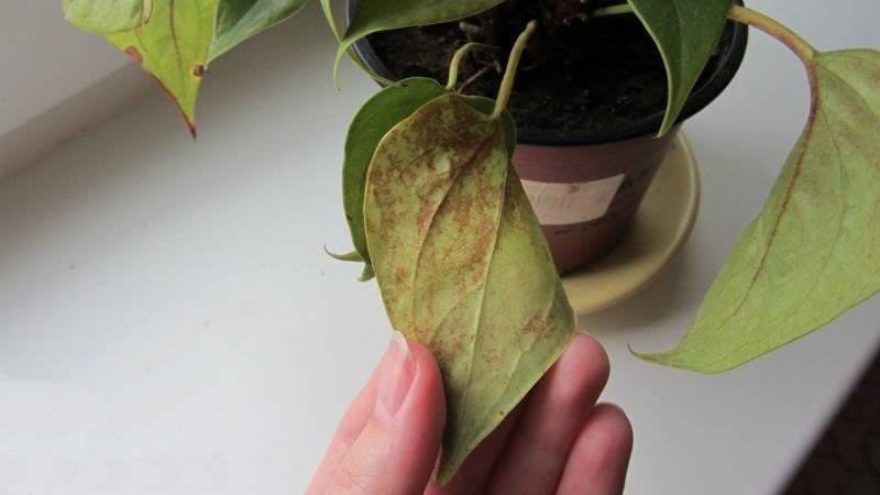Желтеют листья антуриума: что делать, лечение, особенности ухода